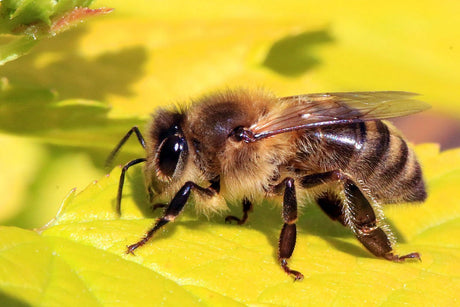 April 2020 Bee Update