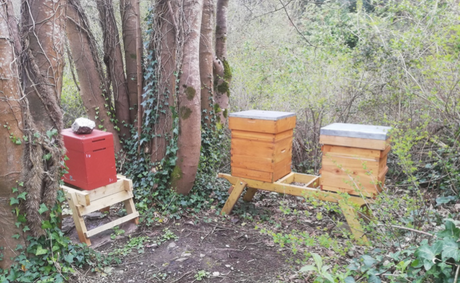 Getting buzzy with it